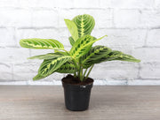 Lemon Lime Prayer Plant in a 4 pot, showcasing vibrant green striping on leaves, ideal for indoor decor. Perfect for adding a touch of greenery to any space.