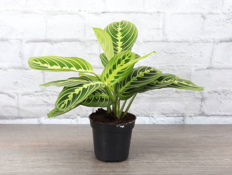 Lemon Lime Prayer Plant in a 4 pot, showcasing vibrant green striping on leaves, ideal for indoor decor. Perfect for adding a touch of greenery to any space.