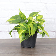 Brazil Philodendron in a plastic grower’s pot, showcasing variegated green and yellow leaves, ideal for new plant parents. Available in 4 size.