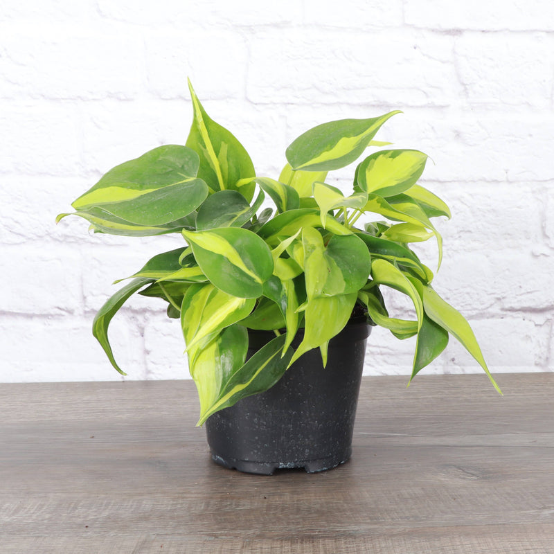 Brazil Philodendron in a plastic grower’s pot, showcasing variegated green and yellow leaves, ideal for new plant parents. Available in 4 size.