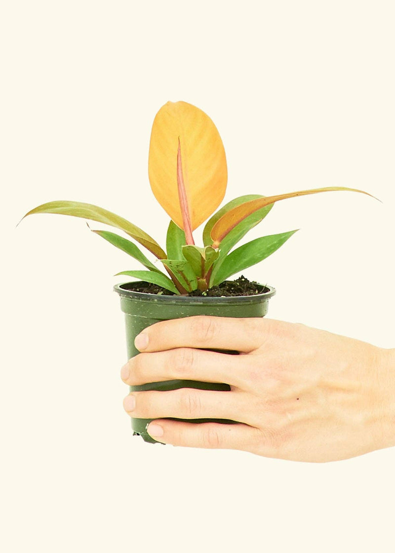 Philodendron 'Prince of Orange' in a 4 pot, held in hand, showcasing lush foliage. Perfectly rooted and wrapped for secure shipping.