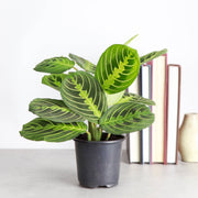 Lemon Lime Prayer Plant in black pot with vibrant green leaves, from Thorsen's Greenhouse, 4 size, suitable for indoor display and pet safe.