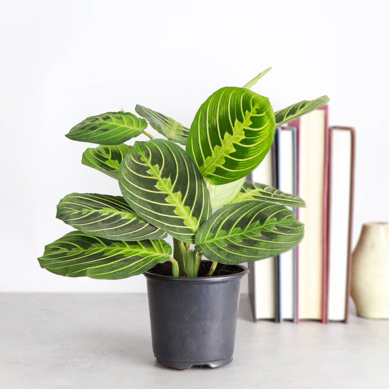 Lemon Lime Prayer Plant in black pot with vibrant green leaves, from Thorsen's Greenhouse, 4 size, suitable for indoor display and pet safe.