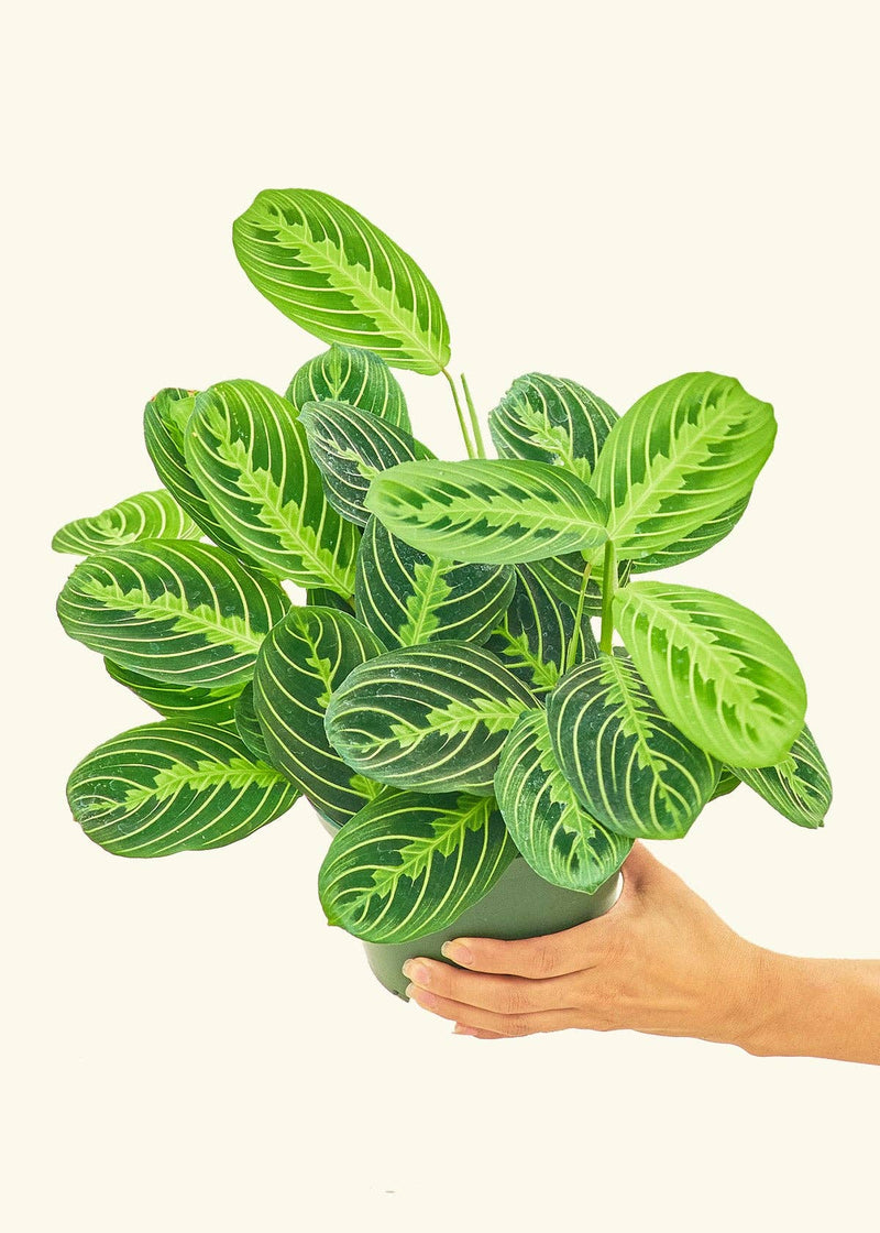 Rooted - Lemon Lime Prayer Plant in a hand, showcasing vibrant leaves. Available in 4 or 6 pot, nurtured in central Florida greenhouse.