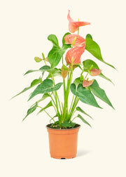 Rooted - Anthurium 'Pink Flamingo' in a pot, showcasing lush green leaves and vibrant flowers, perfect for home decor. Ships from our Florida greenhouse.