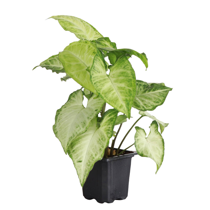 Thorsen's Greenhouse - Assorted Butterfly Syngonium, a lush houseplant in a black pot, perfect for low-light spaces. Pot size: 3 inches.