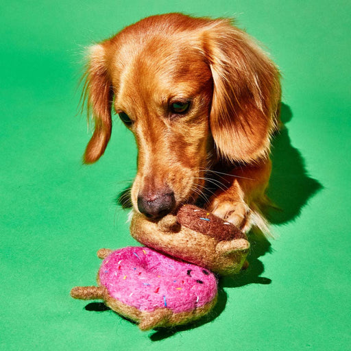 Dog with short legs plays with Ware of the Dog - Boiled Wool Donut Dog Toy: Strawberry, showcasing handcrafted, fair-trade plush donut toys made by craftswomen in Nepal.