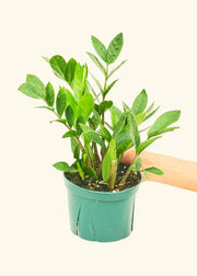 Rooted - ZZ Plant in a small nursery pot, held by a hand, showcasing lush green leaves; ideal for home decor from Athens Cooks.