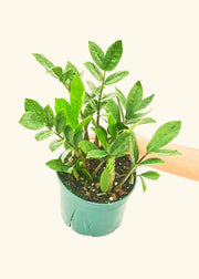 Hand holding a rooted ZZ Plant in a nursery pot, showcasing its vibrant leaves, ideal for homegrown plant enthusiasts.