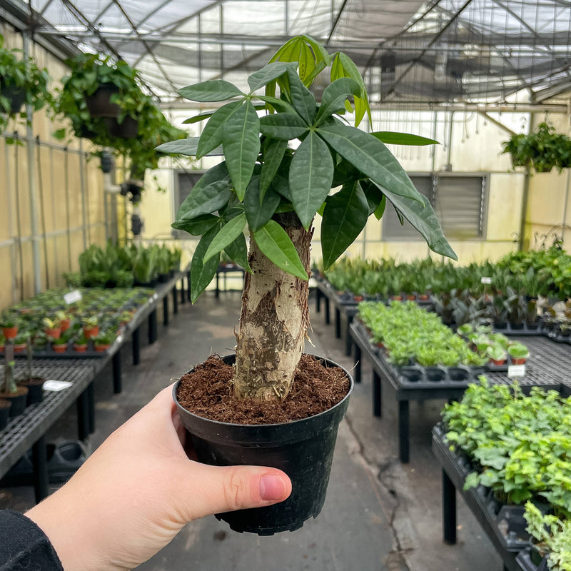 Hand holding Thorsen's Greenhouse Money Tree in a 4 pot, showcasing its lush foliage and braided trunk, as part of a curated selection.