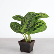 Thorsen's Greenhouse - Lemon Lime Prayer Plant in a 4 pot, featuring vibrant green leaves with intricate patterns, ideal for indoor decor.