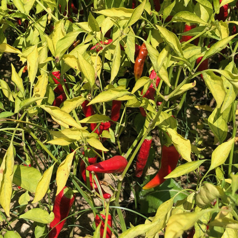 Burlap & Barrel | Kashmiri Chili Powder