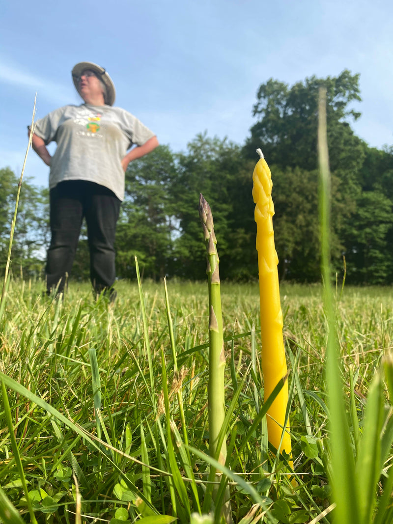 Artifaqt - Asparagus Beeswax Taper Candles (Pair): Green, displayed in an outdoor setting, stand upright in grass, showcasing their unique asparagus-inspired design.