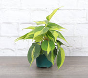 Brazil Philodendron in a 4 pot, showcasing green and yellow variegated leaves, ideal for indoor decor or hanging displays.