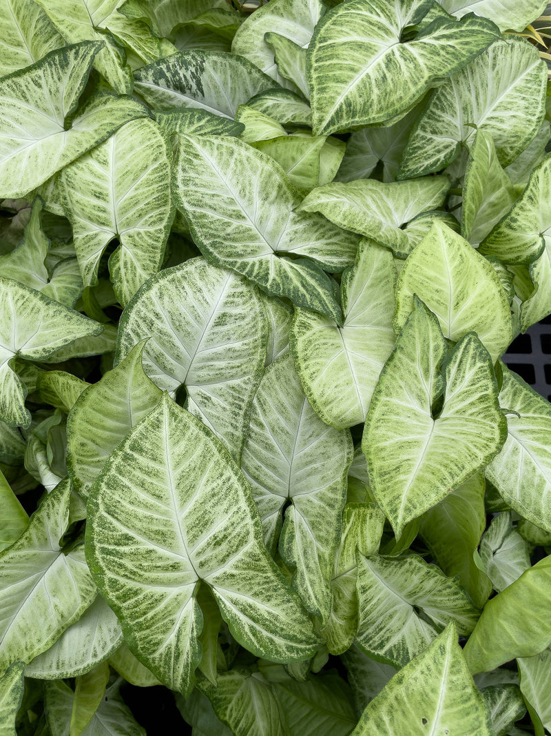 Assorted Butterfly Syngonium plant with green and white leaves in a growers pot, highlighting the leaf shape variety.