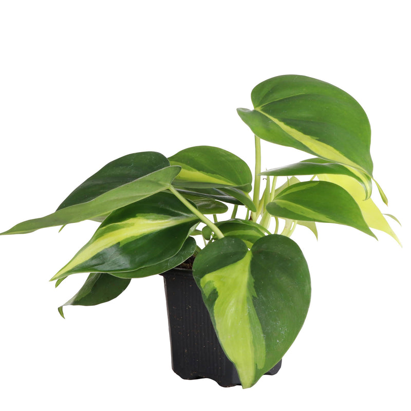 Thorsen's Greenhouse - Brazil Philodendron in 4 pot, showcasing lush green leaves. Ideal for new plant parents, arrives in a plastic grower's pot with drainage holes.