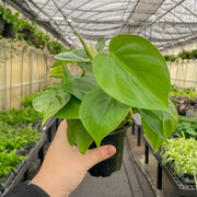 Hand holding Thorsen's Greenhouse Heartleaf Philodendron in a 4 plastic pot, showcasing its lush, trailing leaves, ideal for bright, indirect light environments.
