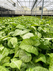 Thorsen's Greenhouse - Assorted Butterfly Syngonium plant in a greenhouse, showcasing lush, arrow-shaped leaves, available in a 3 pot.
