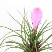 Thorsen's Greenhouse - Pink Quill Bromeliad, featuring vibrant pink blooms and spiky green foliage, in a 4 pot, ideal for home or office decor.