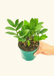 ZZ Plant in a pot held by hand, showcasing its lush green leaves. Perfect for kitchens, rooted in a nursery pot from Athens Cooks.