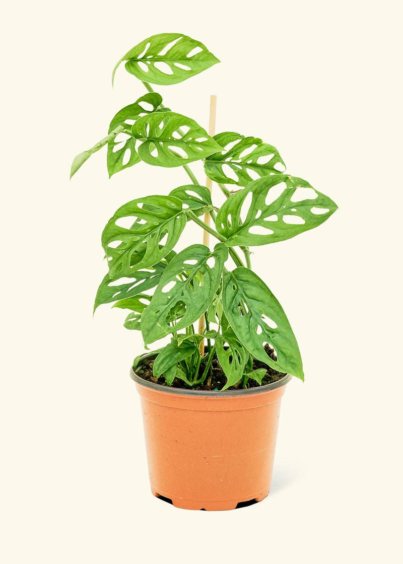 Rooted - Swiss Cheese Vine (Monstera adansonii) in a nursery pot, showcasing its unique perforated leaves, suitable for home decor from Athens Cooks.