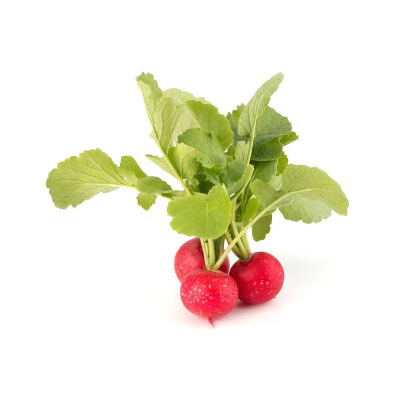 Bentley Seed Co. - Radish-Cherry Belle 1884: Three fresh radishes with leafy tops, ideal for salads or snacks. Perfect for quick-growing in containers.
