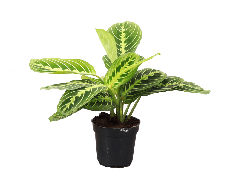 Lemon Lime Prayer Plant in a 4 pot, showcasing vibrant green striping on darker leaves, perfect for indoor display.