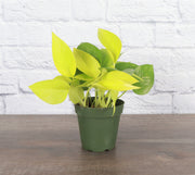 Thorsen's Greenhouse - Neon Pothos Plant in a 3 pot, showcasing vibrant yellow-green leaves, ideal for indoor decoration. Perfect for beginners and easy to maintain.