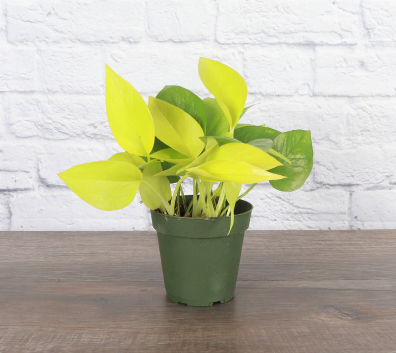 Thorsen's Greenhouse - Neon Pothos Plant in a 3 pot, showcasing vibrant yellow-green leaves, ideal for indoor decoration. Perfect for beginners and easy to maintain.