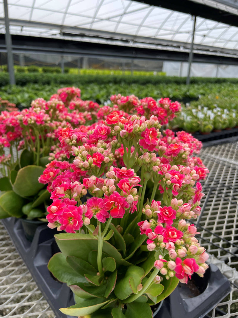Thorsen's Greenhouse - Flowering Calandiva - Kalanchoe in a 4 pot with vibrant pink flowers, ideal for gifting, thriving in indirect light.