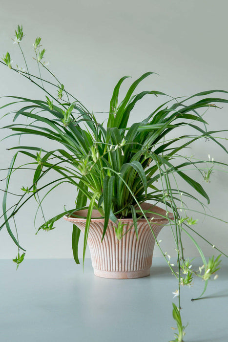 Bergs Potter Inc | Daisy Rosa Wall Pot.