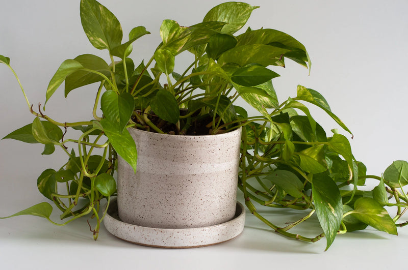 RachaelPots | Salad Dressing Bowl, Robin's Egg Blue