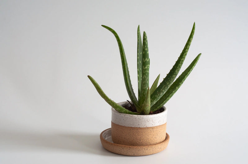 RachaelPots | Salad Dressing Bowl, Yellow