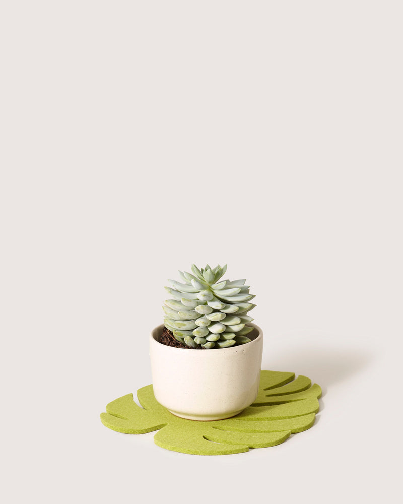 Graf Lantz | Merino Wool Medium Monstera Trivet