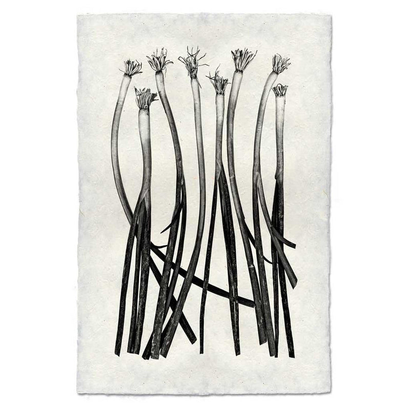 Barloga Studios | Green Onions on Nepalese Hand-Made Paper, 9x14 inches