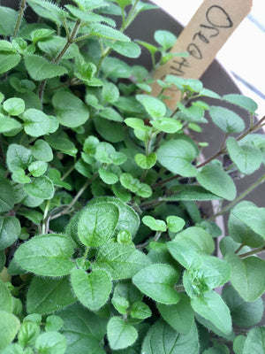 Backyard Safari Company | Herb Garden Grow Kit