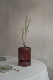 Bergs Potter | Hoff Glazed Collection - 7.1 in-18 cm - Quartz Rose - Saucer displayed with a houseplant in a terracotta pot, showcasing minimalist Scandinavian design.