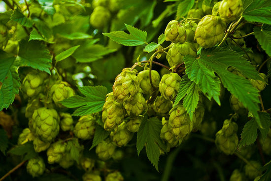 Three Spirit | Botanical Social Elixers, Nightcap