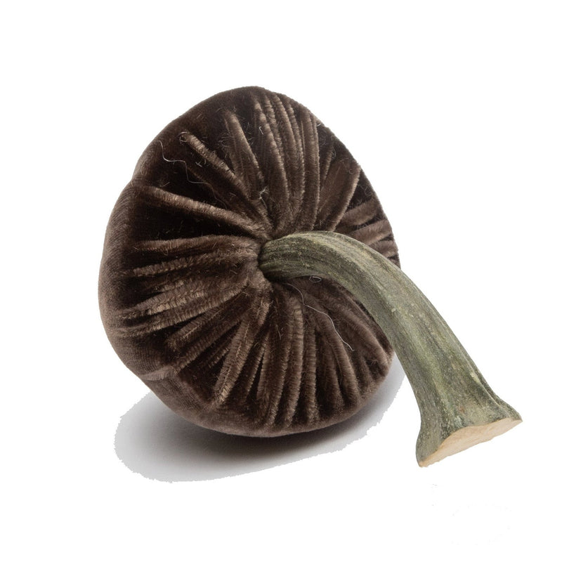 Hot Skwash | Silk Velvet Mushrooms, Espresso