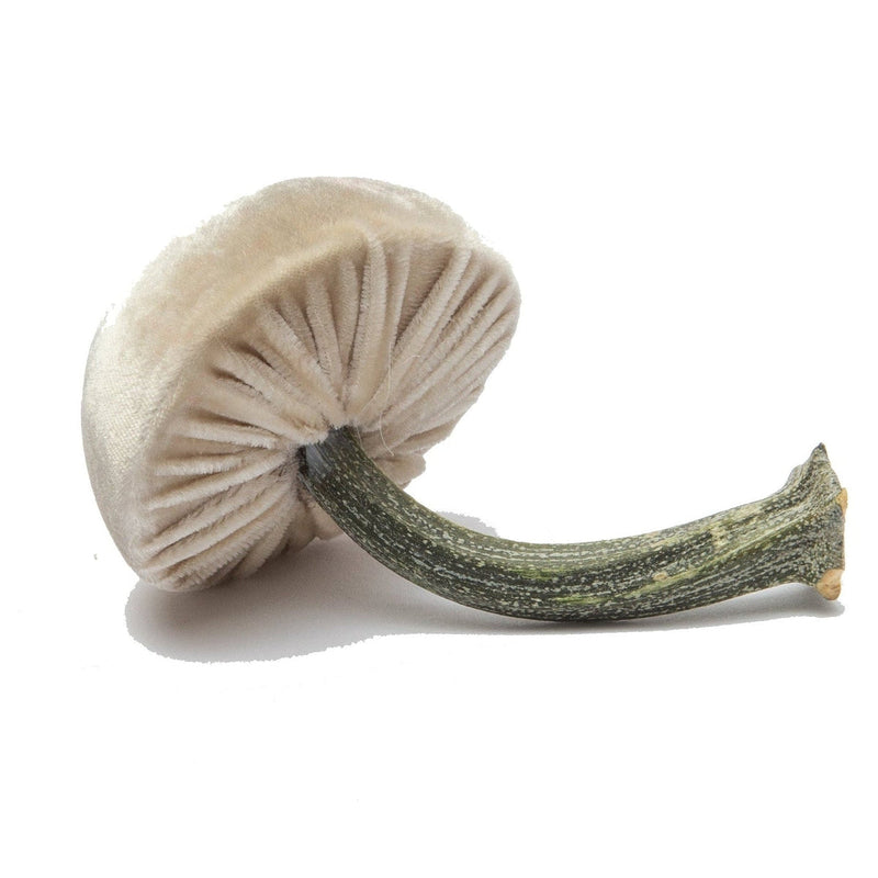 Hot Skwash | Silk Velvet Mushrooms, Cream