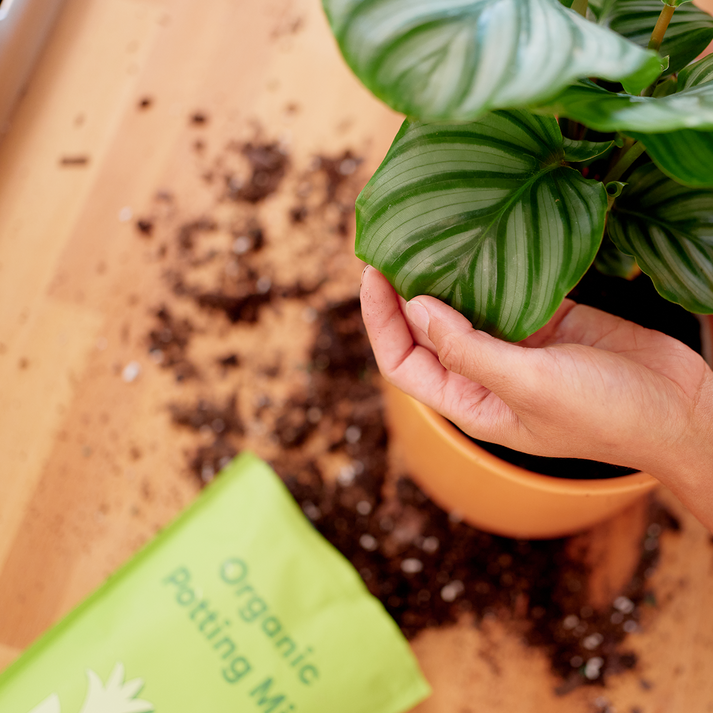 Person handling a potted houseplant with broad leaves beside an open bag of Rooted | Organic Potting Mix - Volcanic Lava Rocks for optimal nutrient absorption.