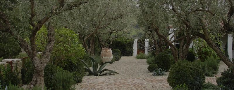 Ancient Olive Trees | Balsamic Vinegar