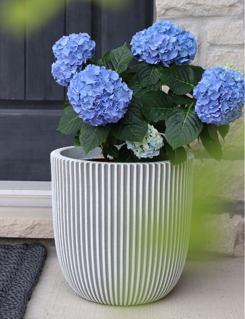 Chilewich | Dahlia Placemats - Gunmetal