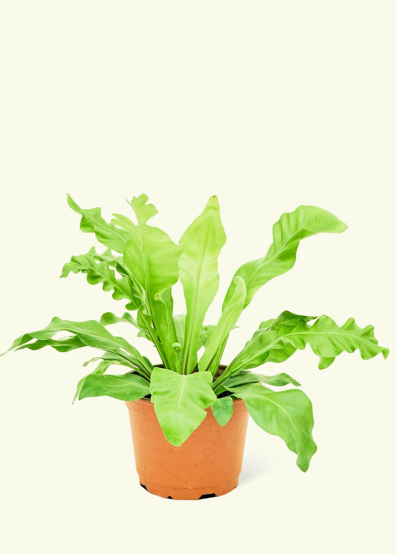 Velvet Leaf Philodendron in a pot, showcasing its soft, shimmering leaves. Perfect for adding a touch of greenery to your kitchen space.