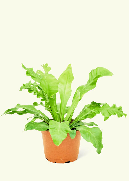 Velvet Leaf Philodendron in a pot, showcasing its soft, shimmering leaves. Perfect for adding a touch of greenery to your kitchen space.