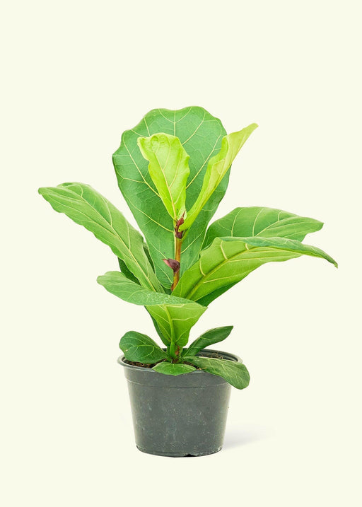 Velvet Leaf Philodendron in a nursery pot, showcasing soft, shimmering leaves with pink new growth, ideal for adding lush greenery to any kitchen space.
