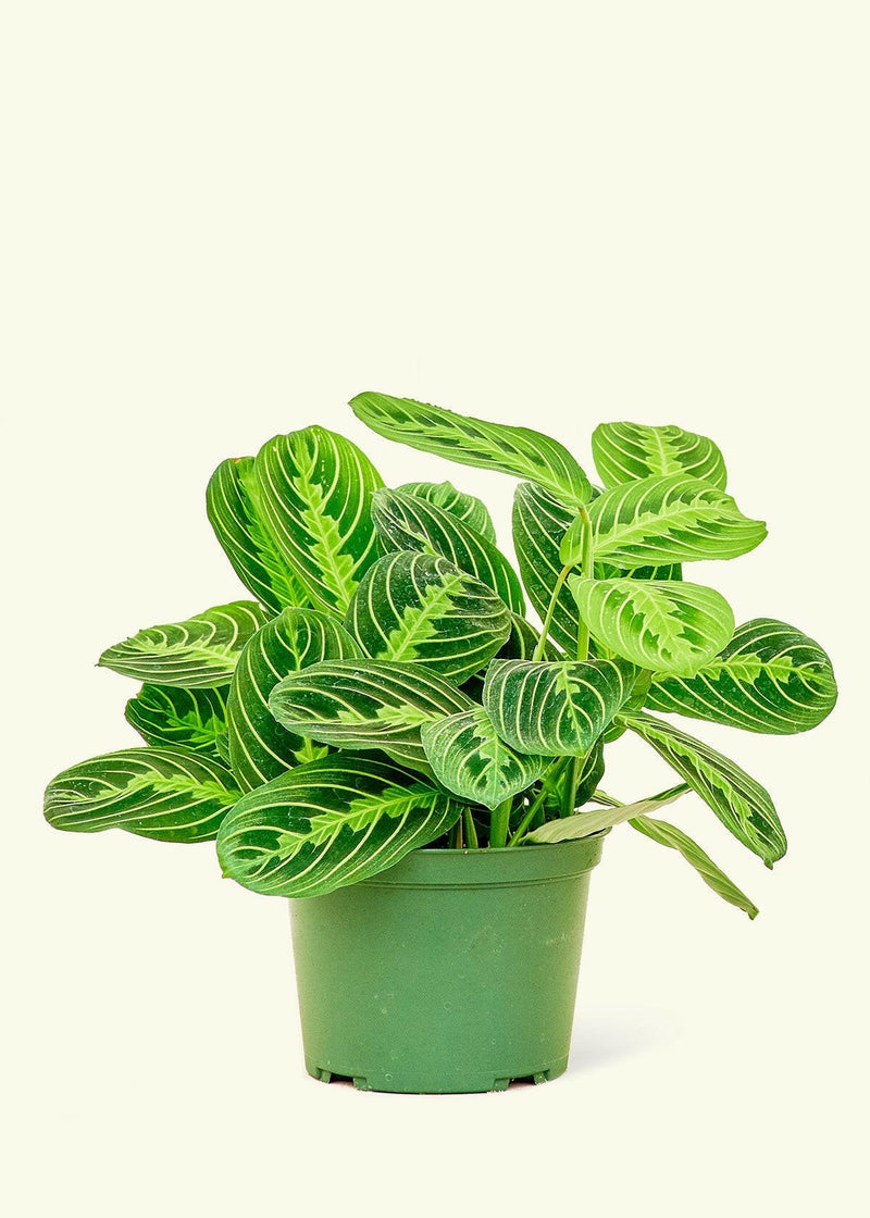 Velvet Leaf Philodendron in a nursery pot, showcasing soft, shimmering leaves with pink new growth. Ideal for adding a touch of nature to kitchen spaces.