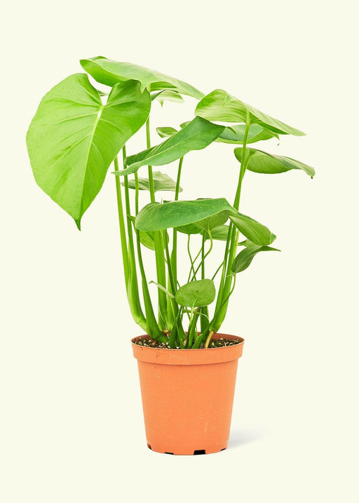 Velvet Leaf Philodendron in a nursery pot, showcasing its soft, shimmering leaves, perfect for adding a touch of greenery to your kitchen space.