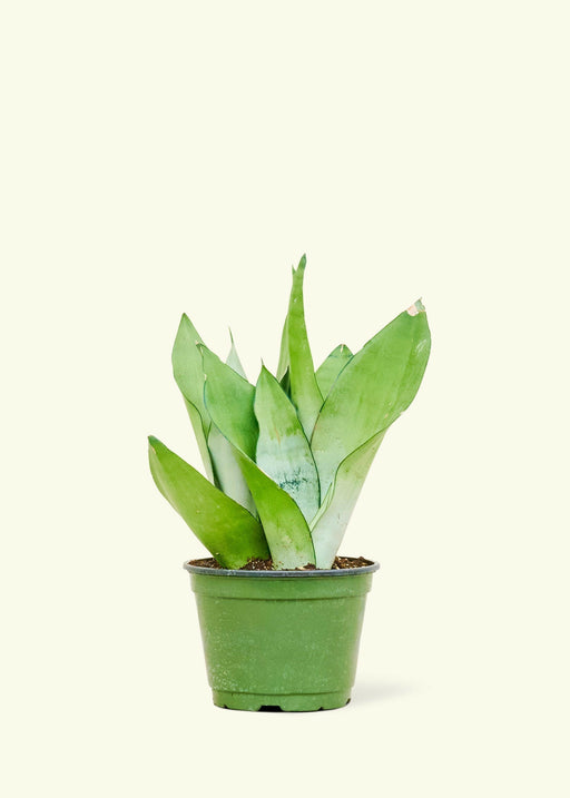 Velvet Leaf Philodendron in a pot, showcasing soft, shimmering leaves with pink new growth, suitable for home decor and easy maintenance.