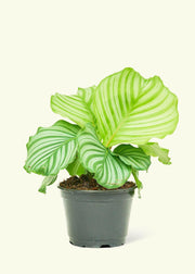 Velvet Leaf Philodendron in a nursery pot with soft, shimmering leaves, perfect for adding elegance to any kitchen space.